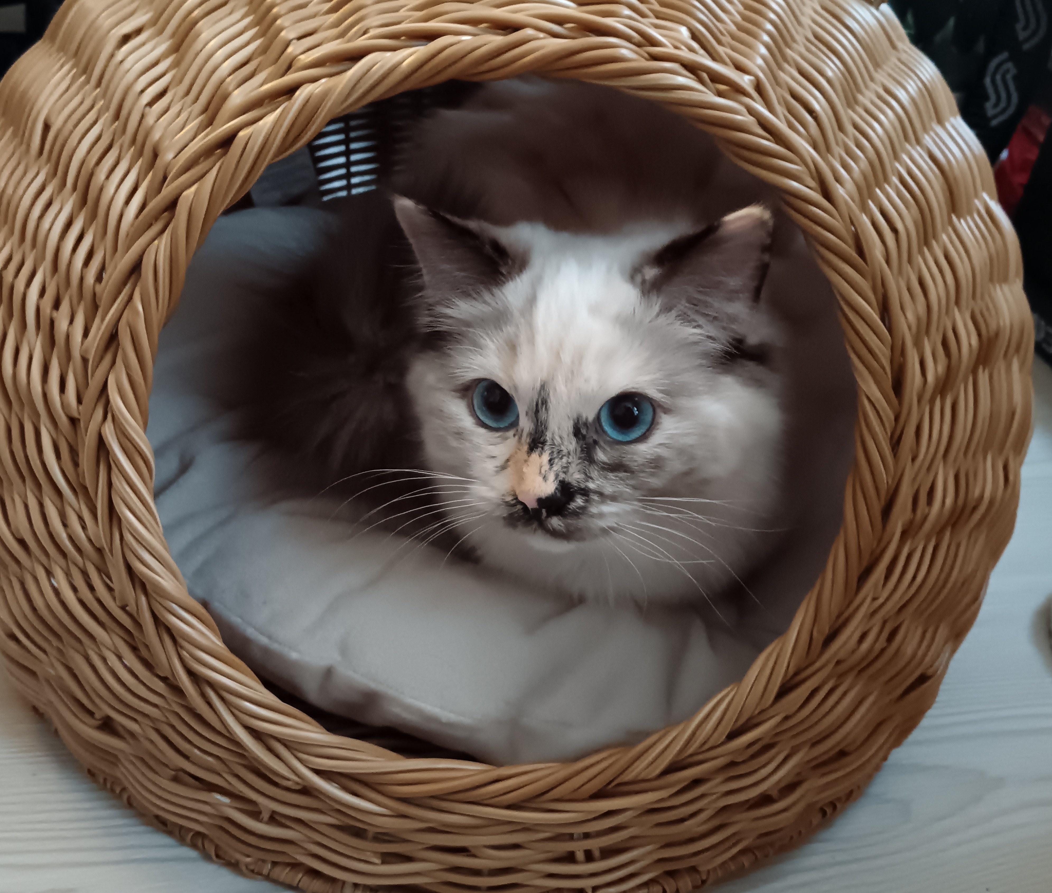 Muusa kissa